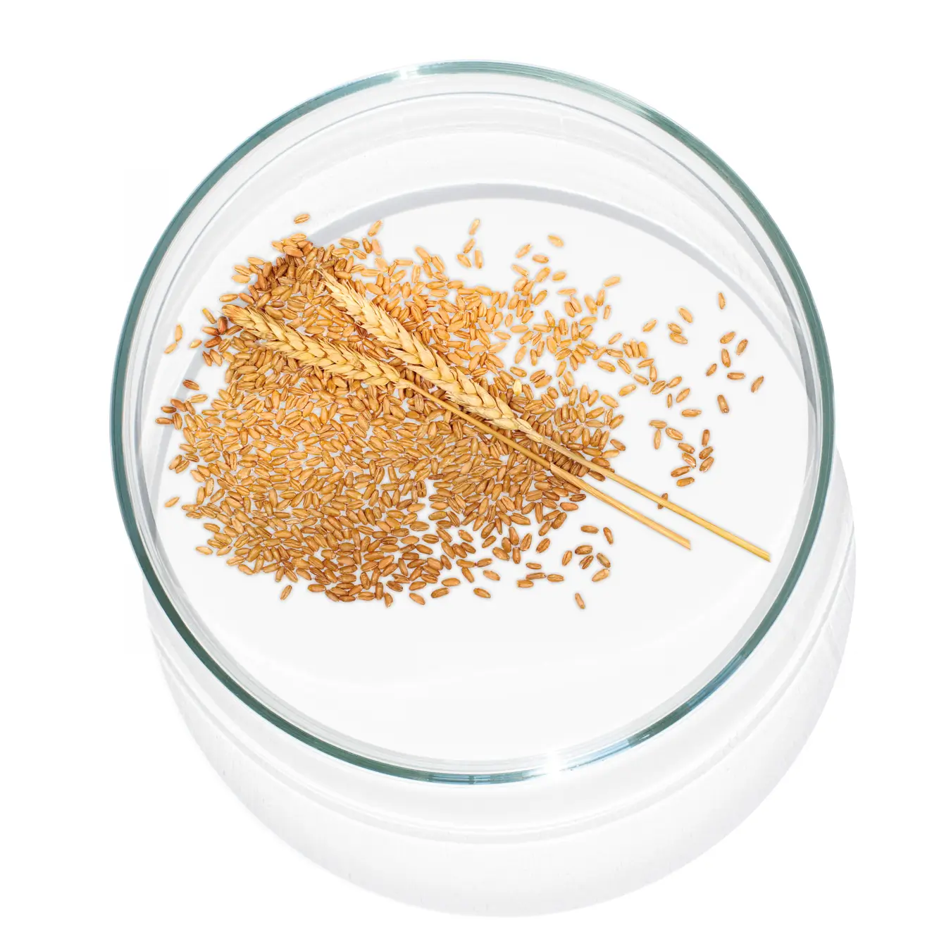 Weizenkörner und Ähren in einer Petrischale auf weißem Hintergrund