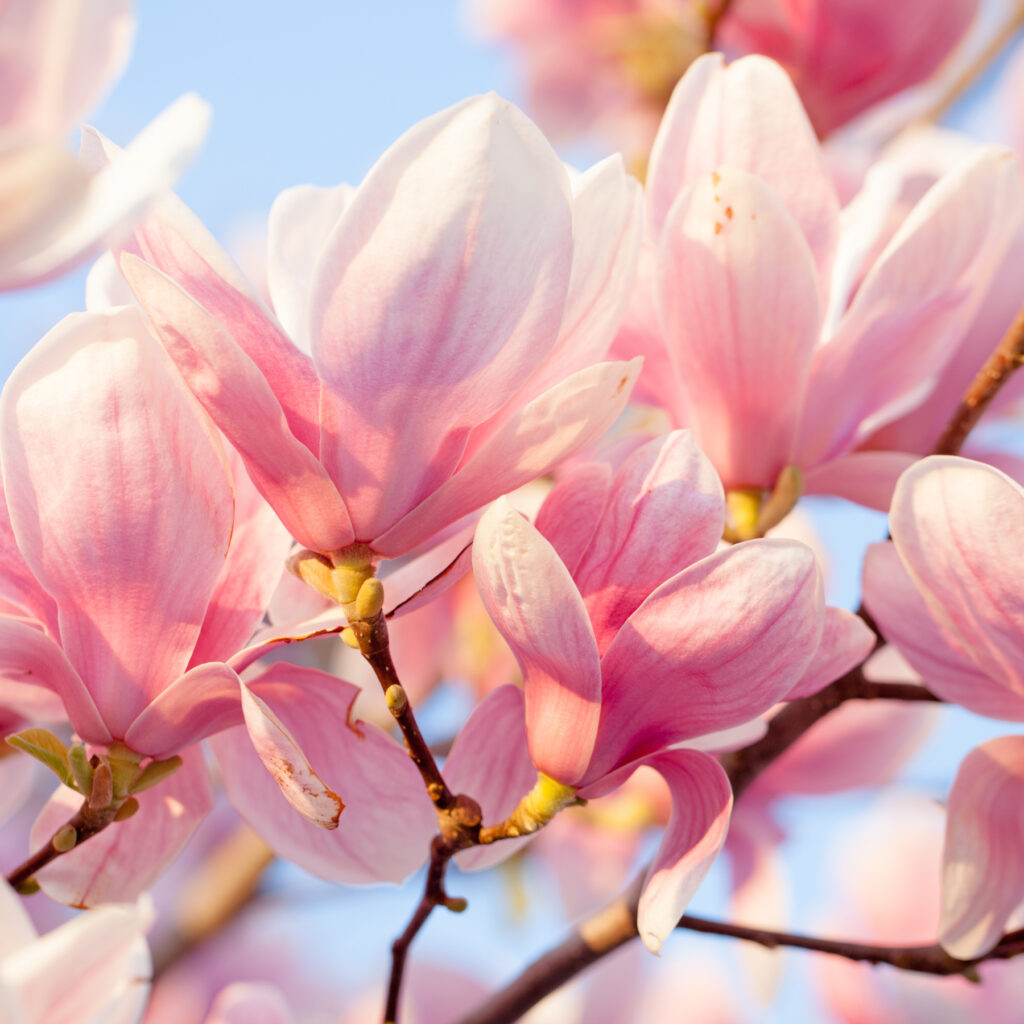 🌸 Bild 1 – Magnolie Dateiname: smetics-magnolie-extrakt-natuerliche-wirkstoffe.jpg Alt-Text: Magnolienblüte als natürlicher Wirkstoff in der Hautpflege Title-Tag: Magnolienextrakt – natürlicher Wirkstoff in der Hautpflege Meta Description (optional für Seite): Magnolienextrakt ist ein natürlicher Inhaltsstoff in der Hautpflege, der für seine hautberuhigenden und antioxidativen Eigenschaften geschätzt wird.